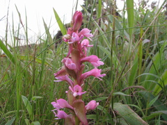 Satyrium nepalense