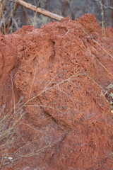 Nasutitermes triodiae