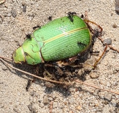 Xylonichus eucalypti