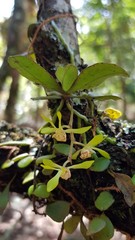 Sarcochilus parviflorus