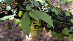 Sarcochilus parviflorus
