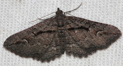 Chrysolarentia plagiocausta