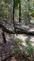 Sarcochilus parviflorus