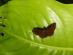 Celaenorrhinus monartus