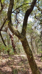 Sarcochilus parviflorus