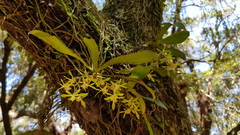 Sarcochilus parviflorus