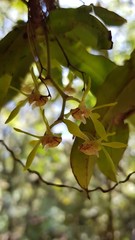 Sarcochilus parviflorus