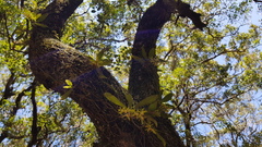 Sarcochilus parviflorus