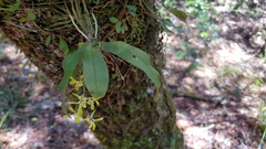 Sarcochilus parviflorus