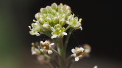 Lepidium virginicum menziesii
