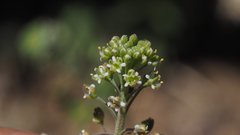 Lepidium virginicum menziesii