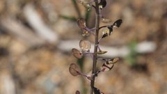 Lepidium virginicum menziesii