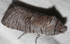 Culama suffusca