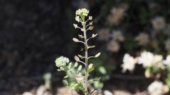 Lepidium virginicum menziesii