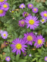 Aster incisus