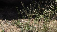 Lepidium virginicum menziesii
