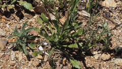 Lepidium virginicum menziesii
