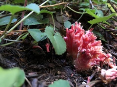 Ramaria araiospora