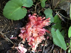 Ramaria araiospora