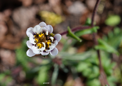 Perezia multiflora sonchifolia