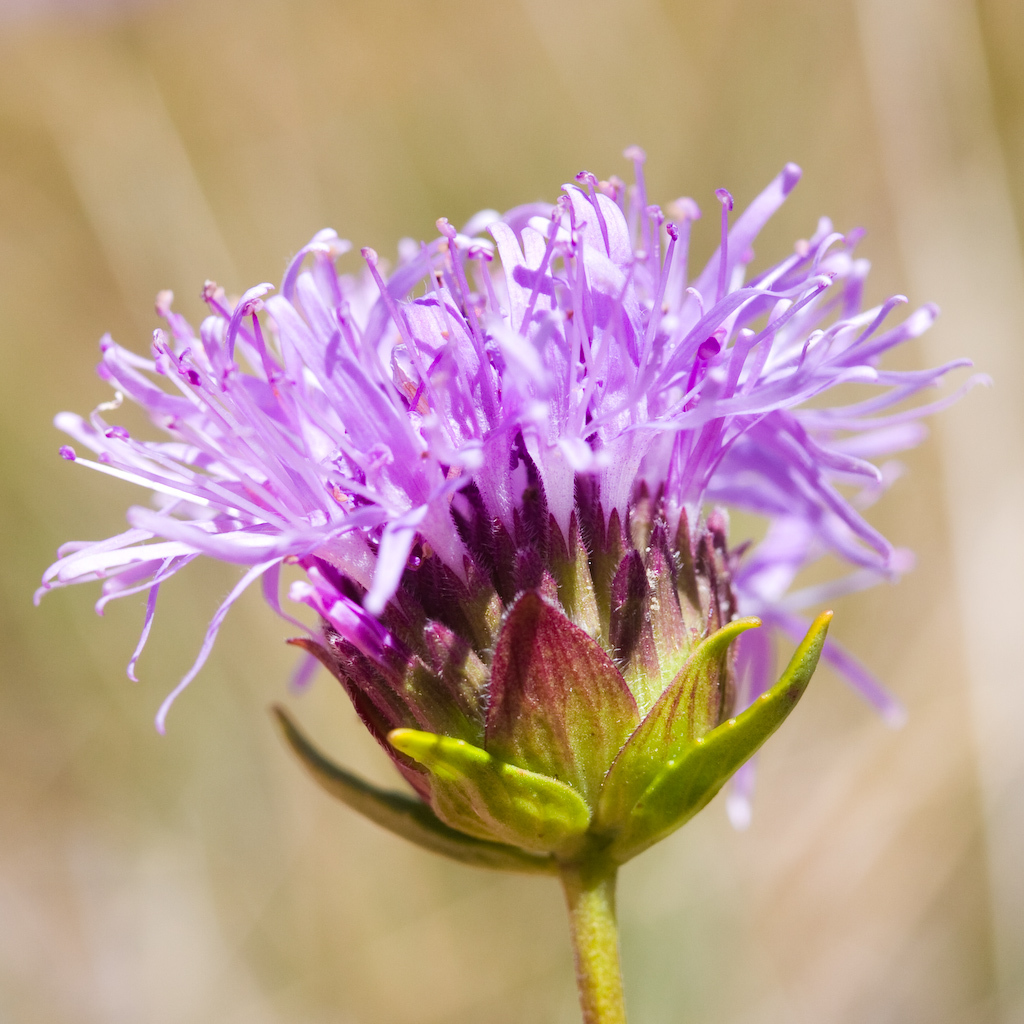 Monardella purpurea