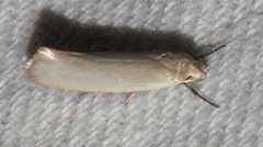 Eochrois callianassa