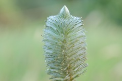 Ptilotus xerophilus