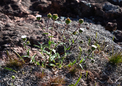 Perezia multiflora sonchifolia
