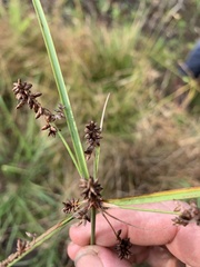 Cyperus conicus