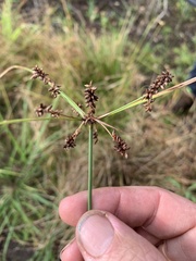 Cyperus conicus