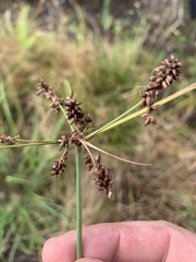 Cyperus conicus