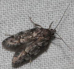 Ericrypsina chorodoxa