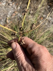 Cyperus conicus