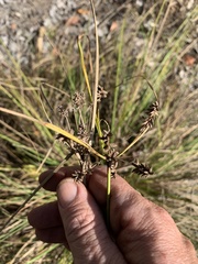 Cyperus conicus