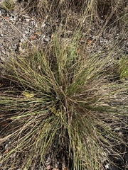 Cyperus conicus