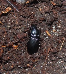 Pterostichus stygicus