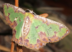 Eucyclodes buprestaria