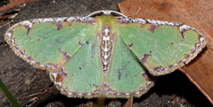 Eucyclodes buprestaria