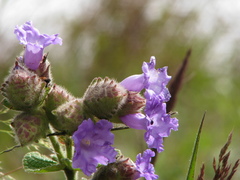 Strobilanthes sessilis