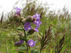 Strobilanthes sessilis