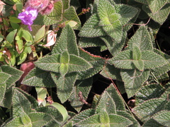 Strobilanthes sessilis