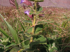 Strobilanthes sessilis