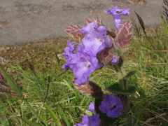 Strobilanthes sessilis