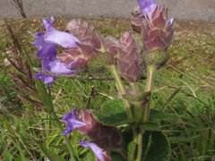 Strobilanthes sessilis