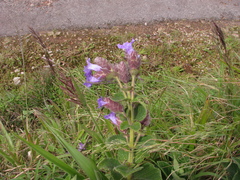 Strobilanthes sessilis