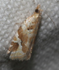 Euphona euphona