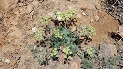 Lomatium dasycarpum dasycarpum