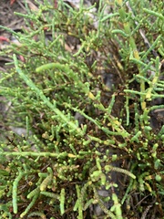 Tecticornia indica