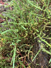 Tecticornia indica