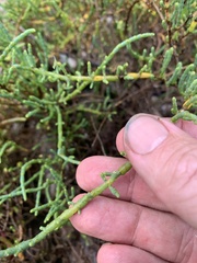 Tecticornia indica